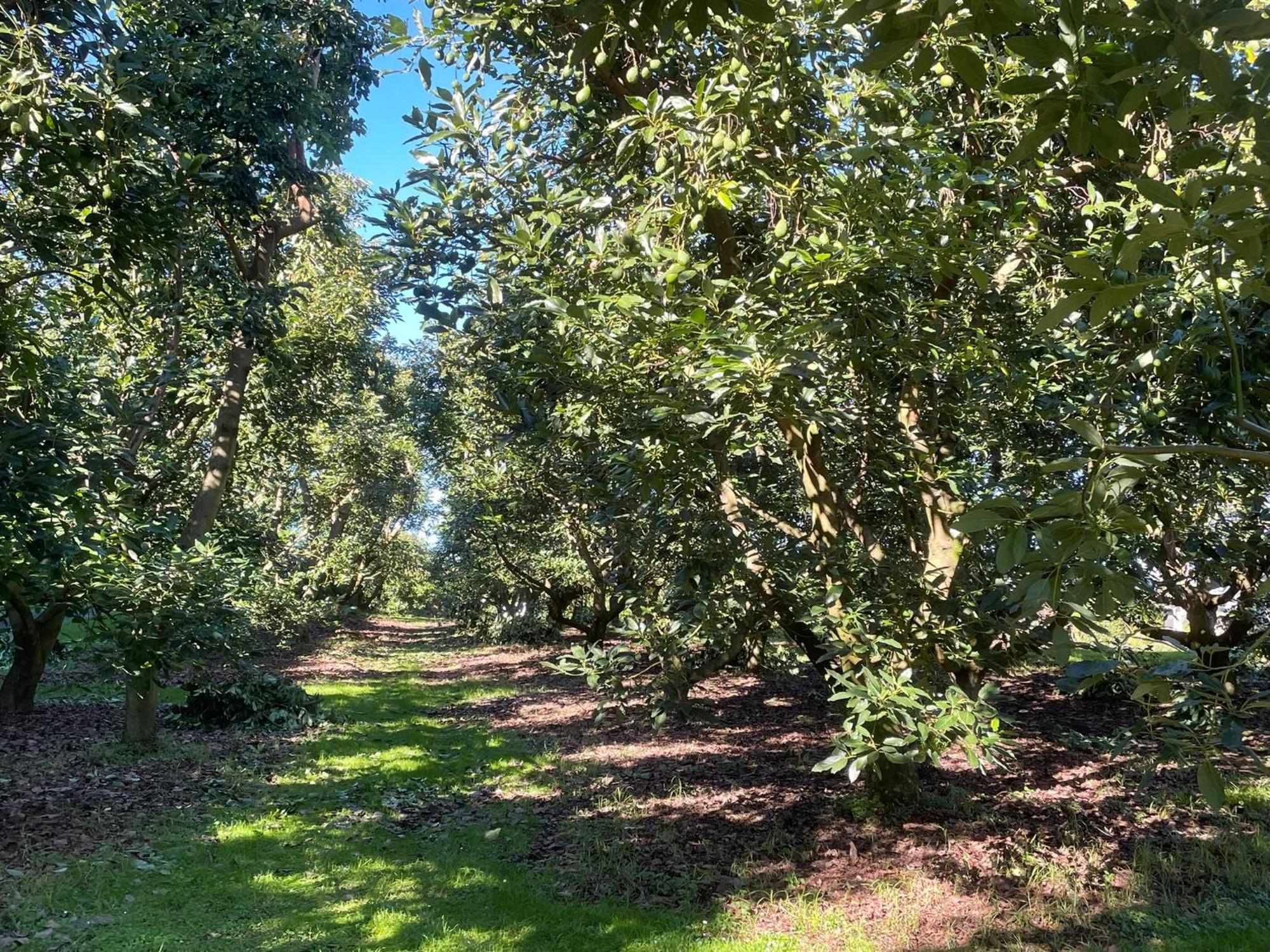 טאורנגה Baybell Lodge מראה חיצוני תמונה
